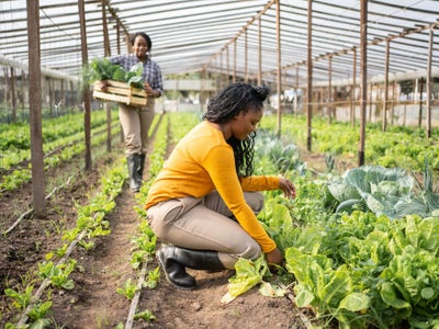 White Farmers Sued The Government Over ‘Reverse Racism’ Claims. Now Black Farmers Feel At Risk Of Being Left Behind Again